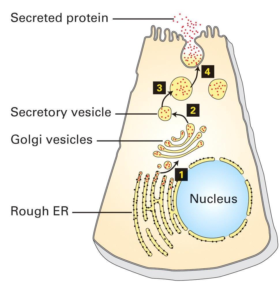 Outras organelas delimitadas por membranas Retículo endoplasmático (RE): local onde os componentes de membrana e material destinado à exportação são montados Aparelho de Golgi recebe e modifica