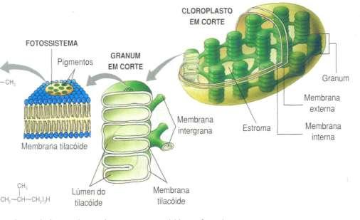 41 41 Nos cloroplastos (membrana dos tilacóides) existem pigmentos (dão cor à planta e conseguem ABSORVER LUZ / FOTÕES) funcionam como antenas.