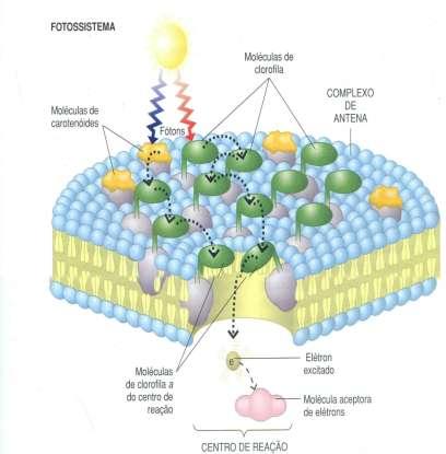 que se encontra no centro de reação dos fotossistemas.