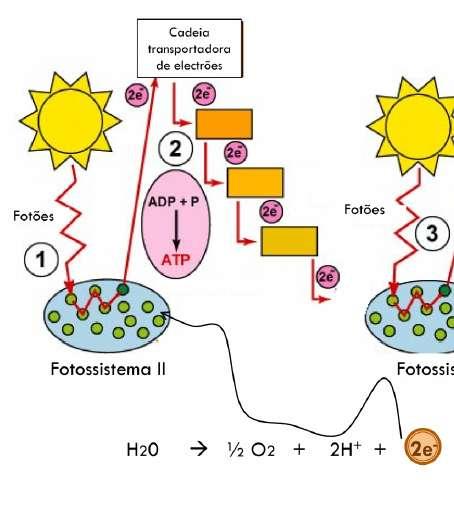 43 43 Na membrana dos tilacóides, o fotossistema II (P 680 ) absorve fotões. A clorofila a que está no centro do fotossistema fica excitada e vai ceder dois eletrões fica por isso oxidada (P 680 ).