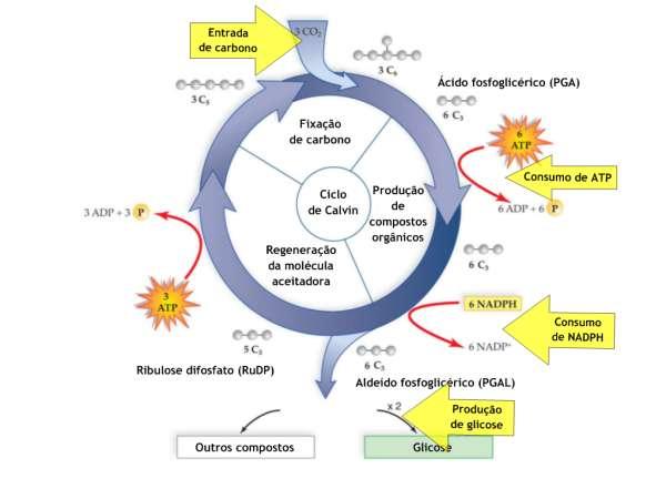 54 54 Fixação do dióxido de carbono Obtenção de glicose / compostos orgânicos, com gasto de ATP s e de NADPH s Regeneração da ribulose difosfato