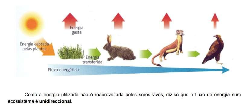 9 9 Trata-se de um processo fundamental para o bom funcionamento dos ecossistemas!