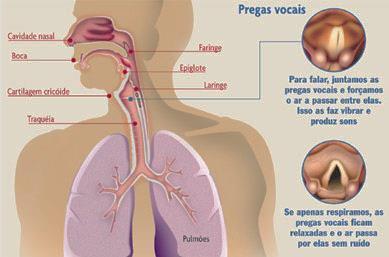 ANATOMIA DA FALA Em nosso organismo não existe um aparelho próprio para a