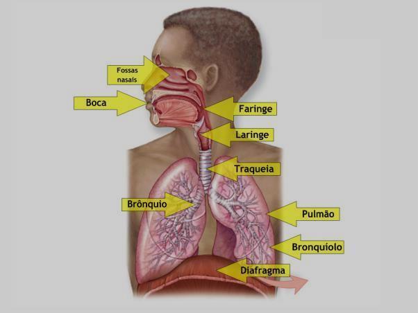 ANATOMIA