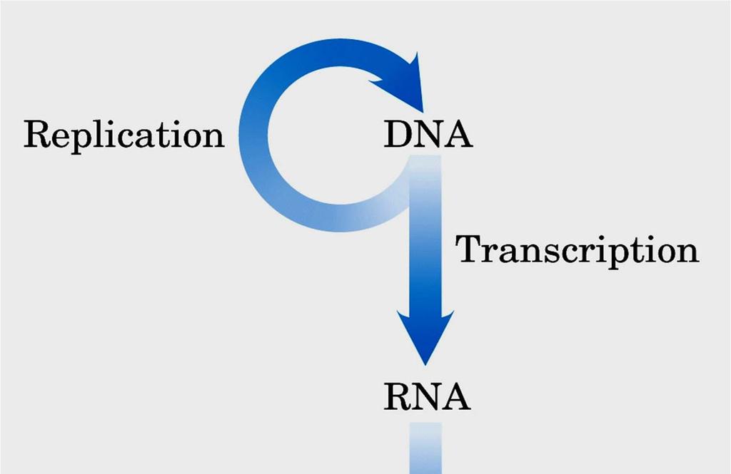 Replicação Dogma Central da Biologia