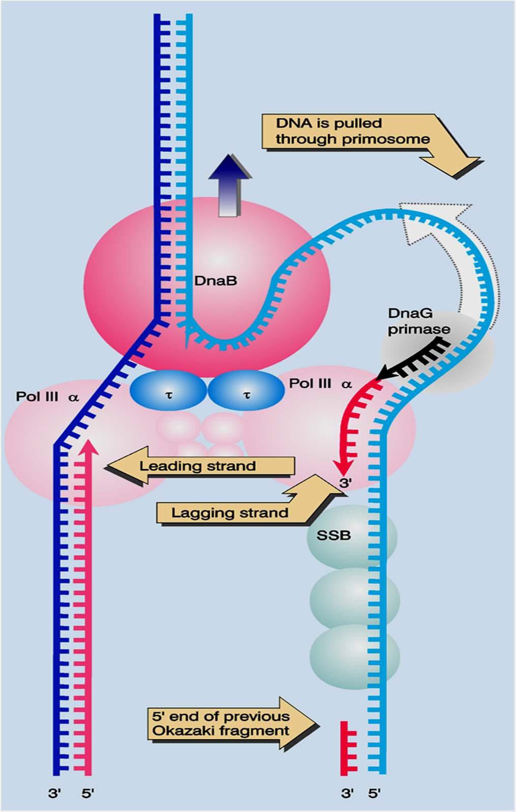 O complexo de replicação A proteína DNA B (helicase) é responsável pelo movimento para frente da forquilha Cada cerne catalítico da