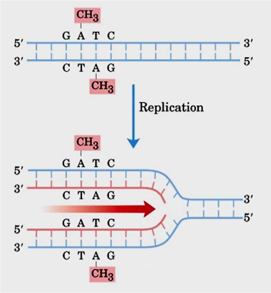 Replicação DNA semi-metilado Após alguns minutos da