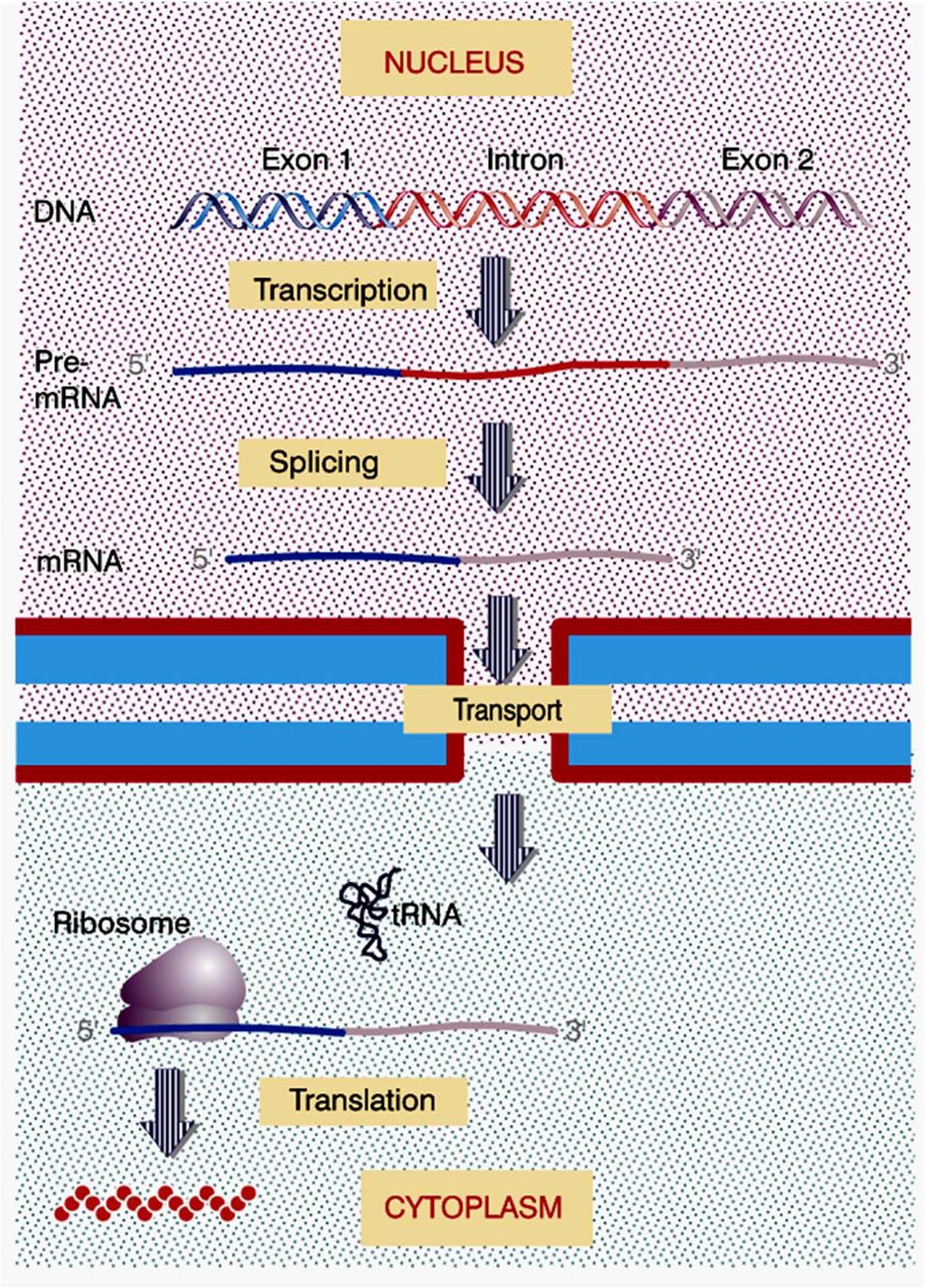 Núcleo Remodelamento da cromatina Transcrição Processamento Etapas em que a expressão