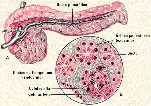 Principais hormônios