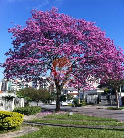 longos x curtos plantas