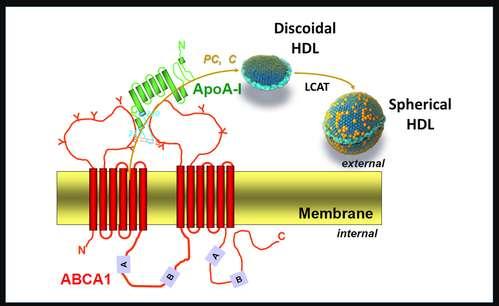 Gene ABCA1(ATP binding