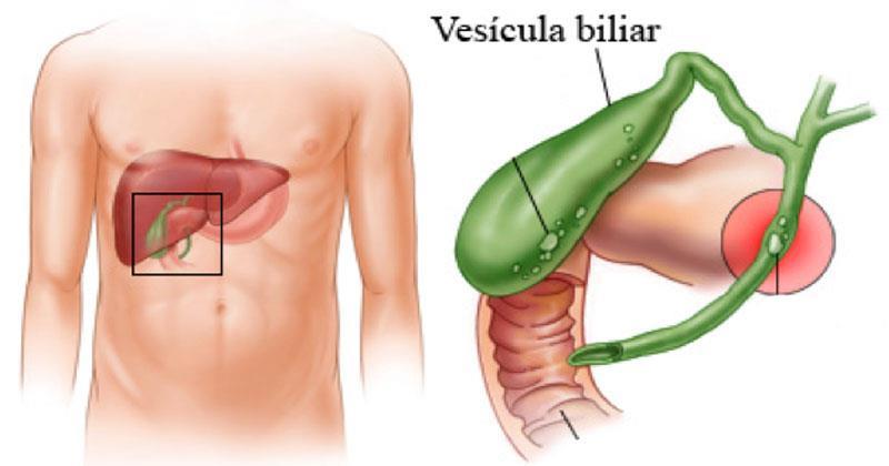 Questão 11 Analisando a imagem a seguir responda: Existe relação direta entre o fígado e vesícula biliar?