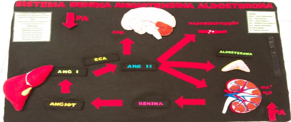 ajudaram a nortear os participantes na atividade, a exemplo do ADH (hormônio antidiurético), vasoconstrição (contração da musculatura do vaso sanguíneo), Na +, H 2 O e PA, no início e no fim do eixo.