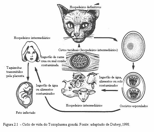 8 Após a ingestão pelos gatos, a parede dos cistos tissulares é dissolvida por enzimas proteolíticas no estômago e intestino delgado, liberando os bradizoítas que penetram nas células epiteliais do