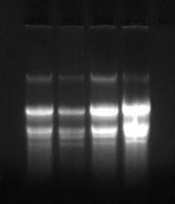 Quantificação do RNA Gel de agarose desnaturante G0 Gp F0 F p DNA RNA 28S RNA 18S RNA 5.