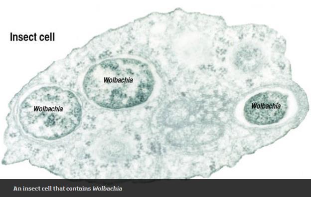 Marcadores Moleculares Herança dos diferentes genomas e cromossomos - Simbiontes Celulares