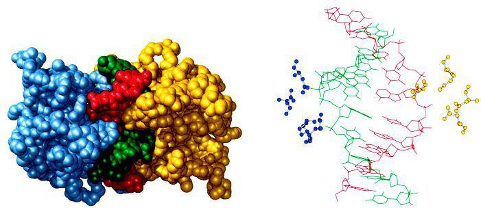 Endonucleases de restrição Enzimas ou endonucleases de restrição são enzimas capazes de digerir sequências específicas de DNA dupla fita (catalisam a quebra da ligação