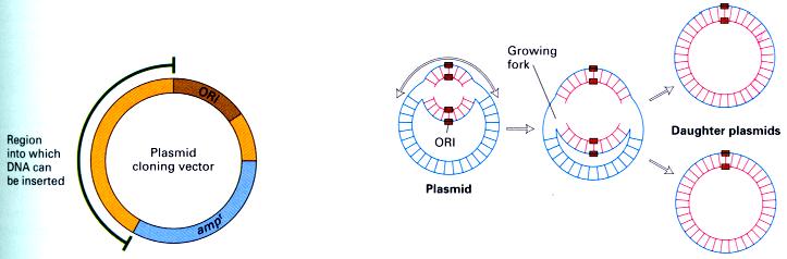 Clonagem Os vetores : Plasmídeos Pequenas moléculas circulares de DNA dupla fita, não incorporadas ao genoma das bactéria São formas