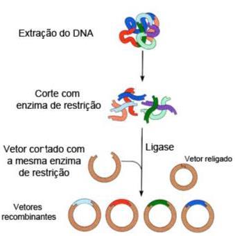 Clonagem Etapas 1 - Digestão do DNA alvo com enzima de restrição: os fragmentos de DNA a serem clonados são cortados com as mesmas