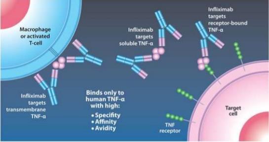 Tem a capacidade de se ligar ao TNF-α solúvel e associado à membrana neutralizando a