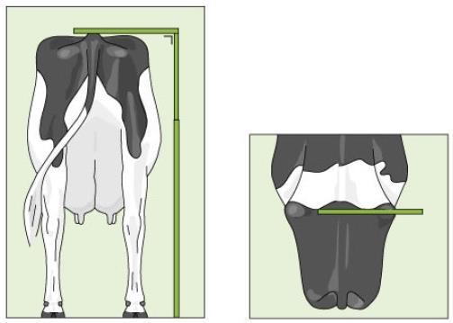 20 isso indicam-se uma ou duas opções touros com características complementares àquelas da vaca, de forma que o acasalamento sugerido promova correções nas características lineares da progênie.