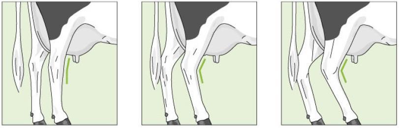 24 - Pernas posteriores vista lateral: avalia a curvatura na região do jarrete (Figura 11), 5 pontos é considerado ideal para esta característica. a b c Figura 11. Exemplos de pernas vista lateral.