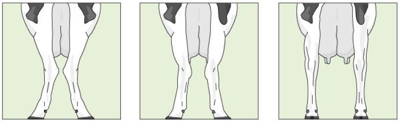 - Pernas posteriores - vista posterior: analisa a direção dos pés (Figura 12), sendo o ideal pernas paralelas (9 pontos) e indesejáveis pernas fechadas (1 ponto). a b c Figura 12.