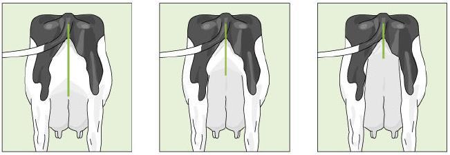 Característica medida através da distância da vulva até o tecido secretor de leite em relação à altura do animal (Figura 18). Úberes extremamentes altos são considerados ideais e recebem 9 pontos.