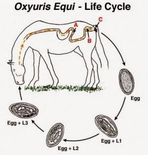 Figura 2. Ciclo de vida do parasita Oxyuris equi (Sabariegos, 2014) A L3 B- L4 C- fêmeas em ovopostura 2.2.2. Ovopostura A ovopostura consiste, na deposição de ovos pelas fêmeas adultas na região perianal do animal.