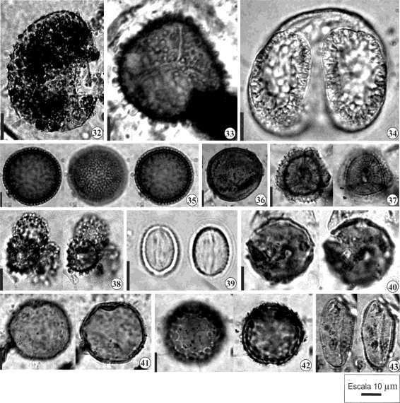 Figuras. 32-43. Selaginellaceae. 32. Selaginella sp. 2, 33. Selaginella sp. 3; GIMNOSPERMAS - Podocarpaceae. 34. Podocarpus sp.; ANGIOSPERMAS. Chloranthaceae. 35. Hedyosmum brasiliensis; Nymphaeceae.