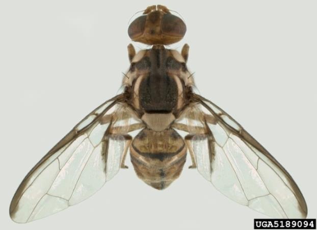 MOSCA DA CARAMBOLA