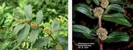Erva-de-Santa-Luzia ( Euphorbia