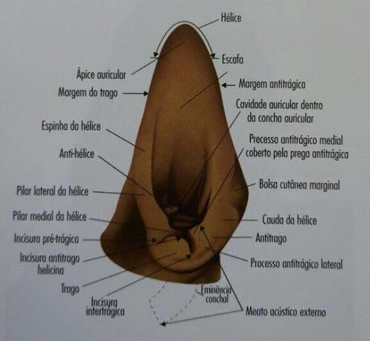 9 2 REVISÃO ANATÔMICA A orelha do cão e do gato compõe-se de três porções: a orelha externa, média e a interna (DYCE et al., 2002).