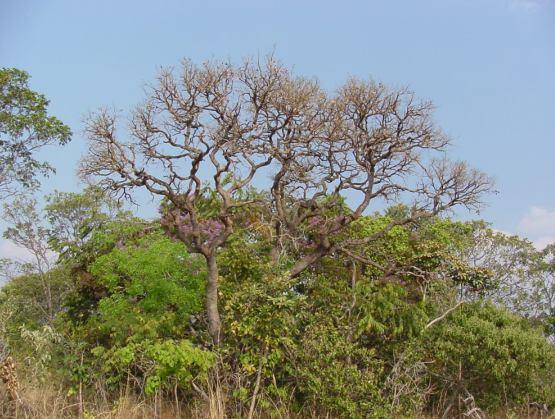 Pantanal