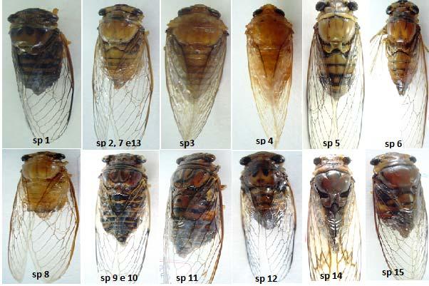 Para estimar a flutuação populacional que tem como finalidade estimar qual época teve maior número de insetos pragas coletados em cada localidade e a diversidade de espécie que tem como objetivo