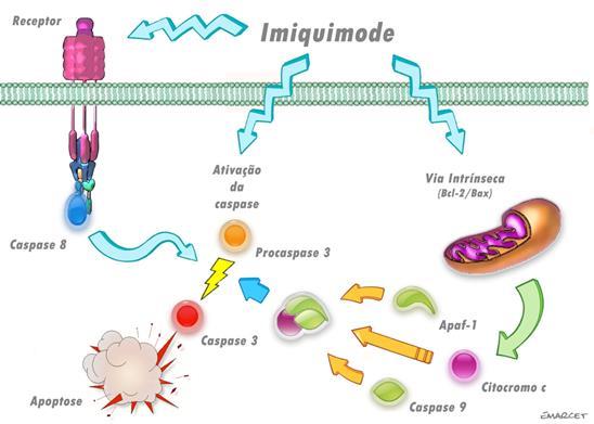 Revisão da Literatura 18 penetraria na membrana celular, atuando mais à frente na cascata de eventos que leva à apoptose, sendo independente dos receptores.