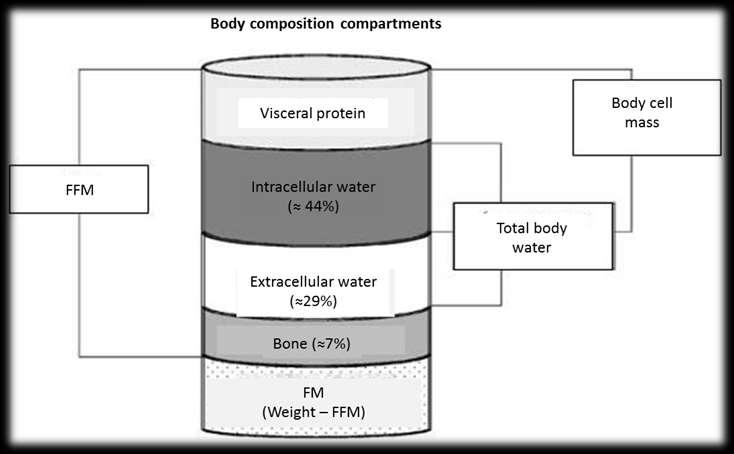 Schematic diagram of fat-free mass (FFM), total body water (TBW), intracellular water (ICW), extracellular