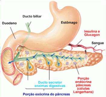 PÂNCREAS ENDÓCRINO EXÓCRINO As enzimas digestivas