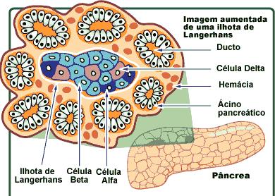 Células Alfa (α) ------------- produz o glucagon Células Beta (β)