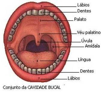 Desvios no desenvolvimento da fala DESVIO FONÉTICO É uma alteração miofuncional oral, ou seja, um comprometimento motor que possui uma causa orgânica.