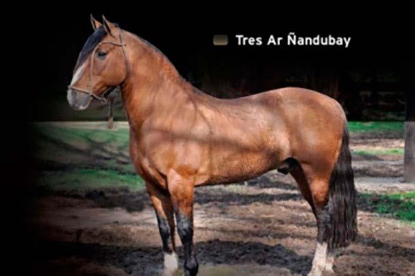 01 TRES AR ÑANDUBAY B415276 - RP: 61 - M - 21/10/2000 -