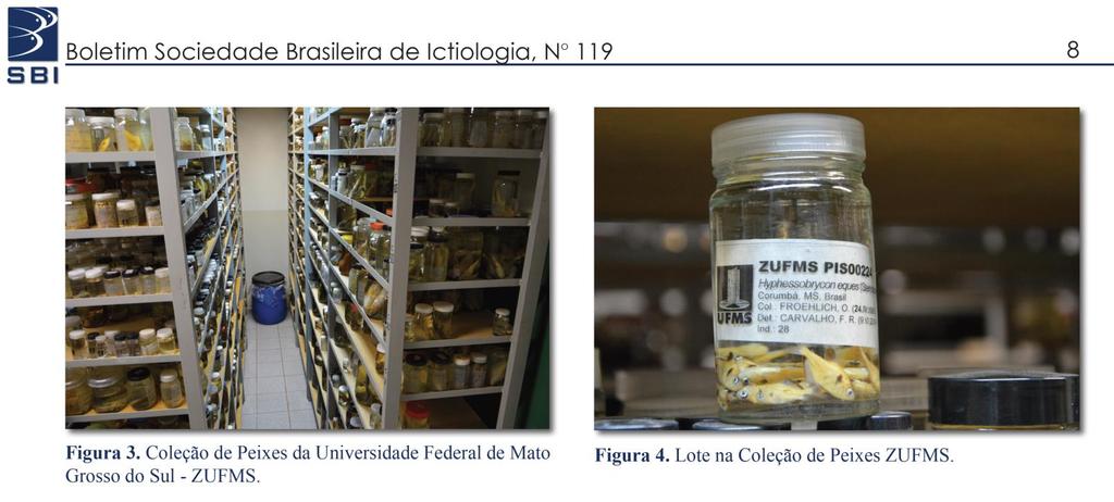 Infraestrutura de pesquisa O laboratório de Ictiologia da UFMS dispõe de infraestrutura básica para estudos em taxonomia e sistemática de peixes, com