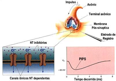 (entrada de Na + ). b) PPSI O NT é INIBITÓRIO.