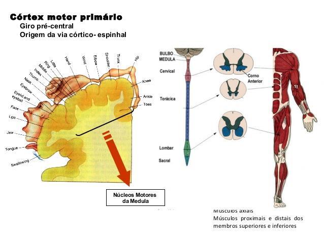 Córtex Motor Primário comanda movimentos