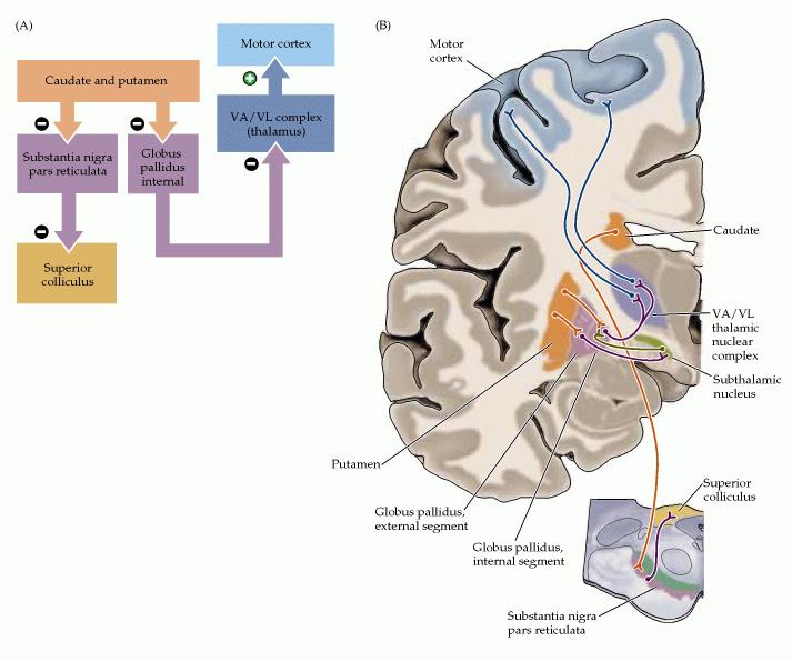 - Os Núcleos da Bases tem um efeito inibitório tônico sobre a alça tálamocortical = moderação do movimento.