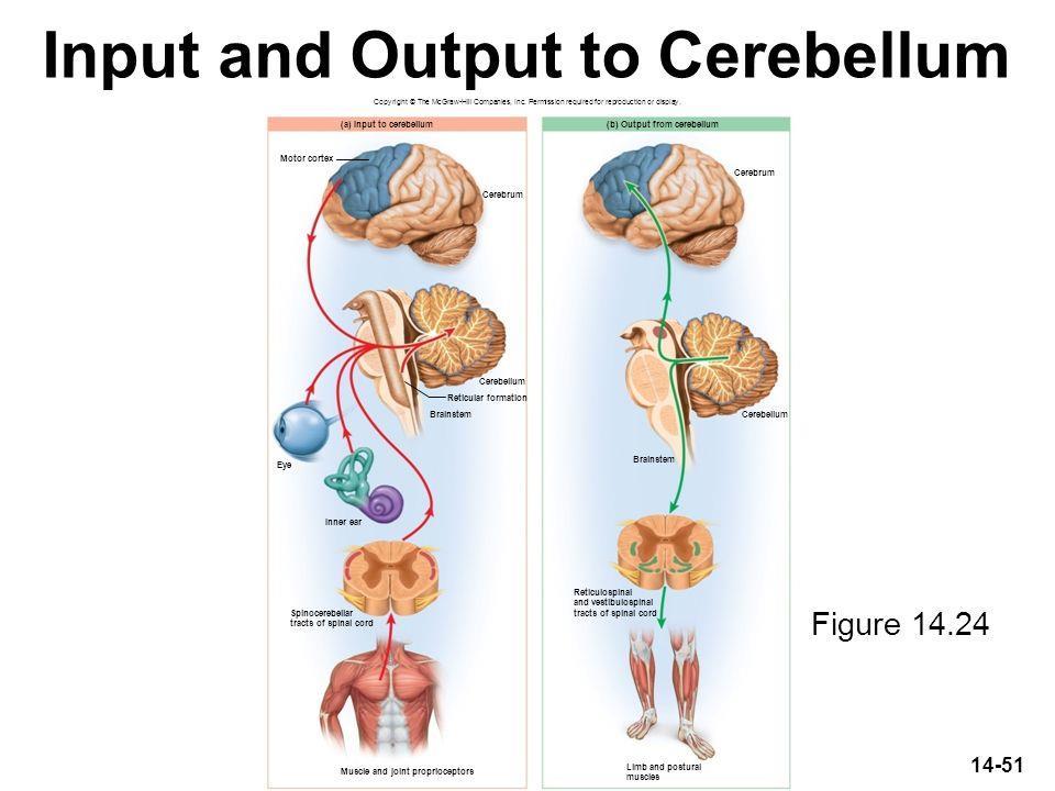 Aferências e Eferências do Cerebelo Cerebelo a. recebe informações sobre o plano de movimento; b. recebe informações sobre o desempenho motor; c.