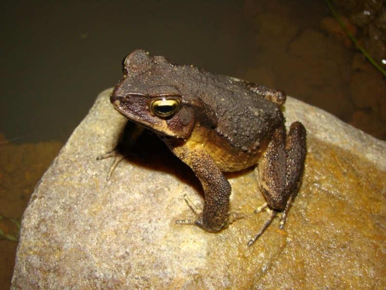 Família Bufonidae Rhinella ornata cururuzinho TAMANHO: 70 mm (macho) OCORRÊNCIA: Região sudeste e no Paraná. Não é comum em área urbana, ocorre em lagoas, açudes e riachos próximos de mata.