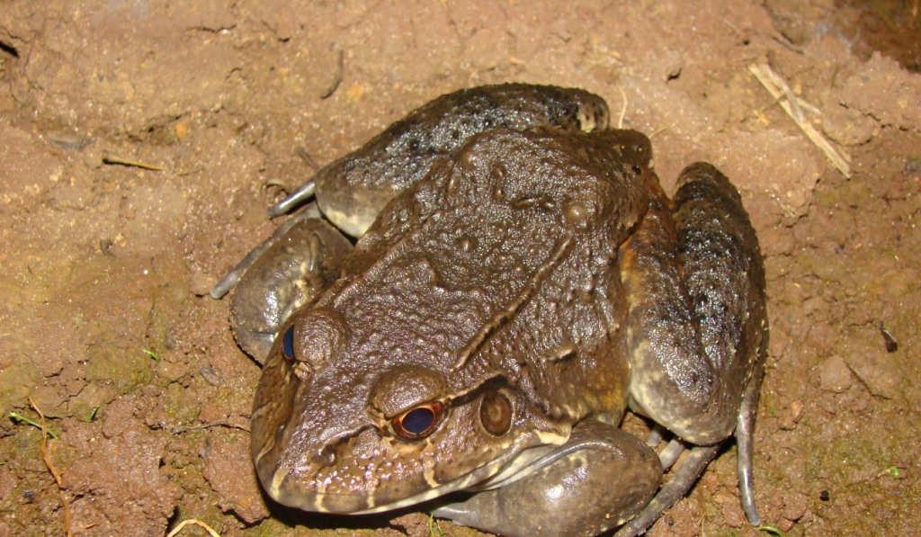 Família Leptodactylidae Leptodactylus labyrinthicus Rã pimenta TAMANHO: 140