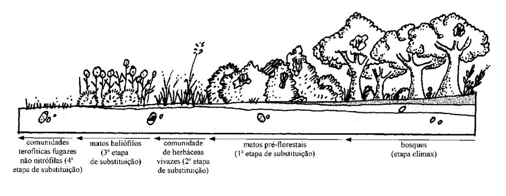 érie de vegetação: unidade elementar de sucessão ecológica (modelo