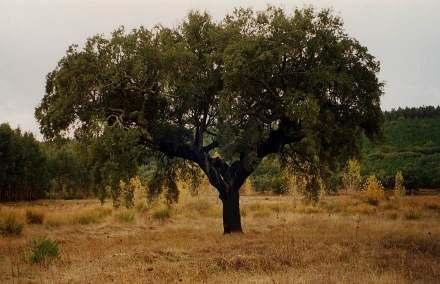 O ambiente mediterrânico e as restrições hídricas Condições desfavoráveis em ambiente mediterrânico Precipitação escassa ou nula no verão Temperatura e radiação elevadas no verão normais (Alcácer do